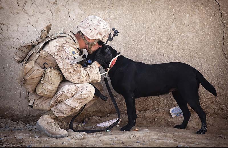 Dogs in the military
