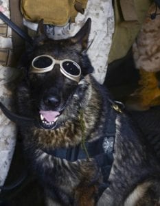 German Shepard Service Dog dressed up