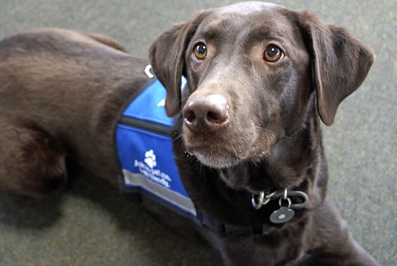 Service dogs for the military